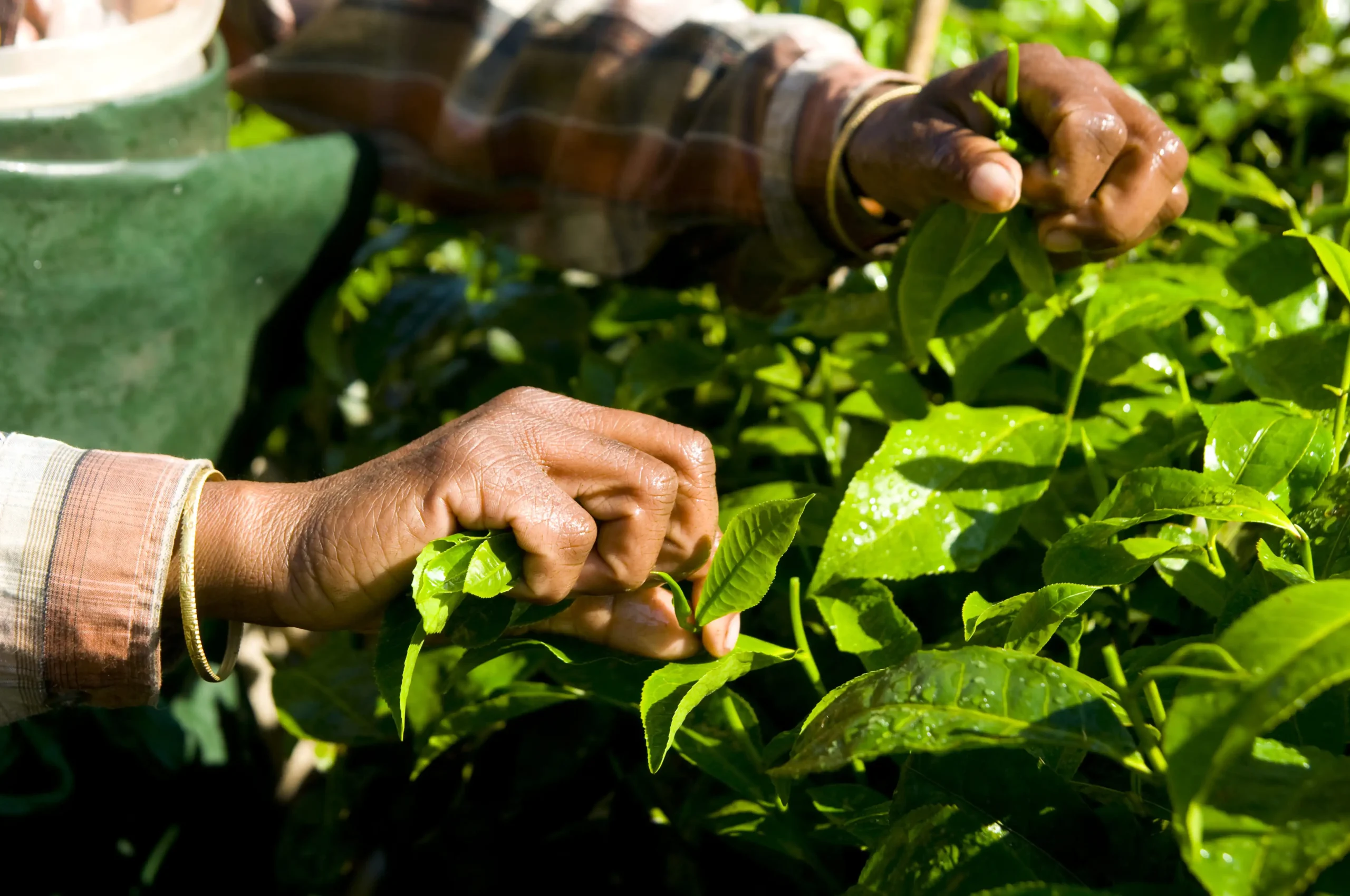 Idukki spice farms